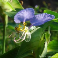 Commelina diffusa Burm.f.